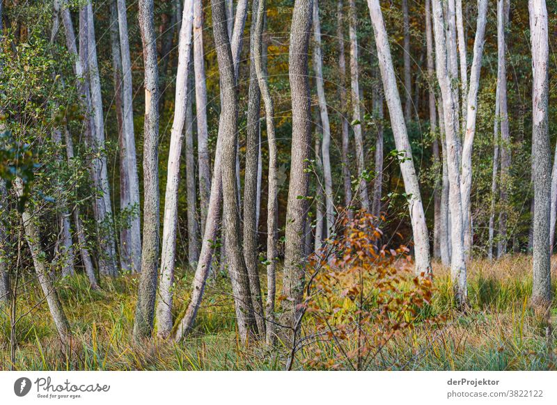 Trees in autumn Deep depth of field Sunbeam Sunlight Contrast Shadow Day Light Copy Space bottom Copy Space left Copy Space right Copy Space top