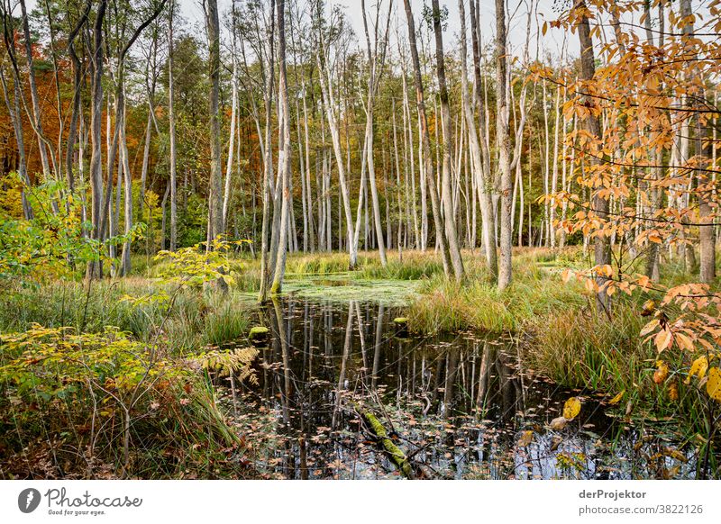 Trees in autumn Deep depth of field Sunbeam Sunlight Contrast Shadow Day Light Copy Space bottom Copy Space left Copy Space right Copy Space top