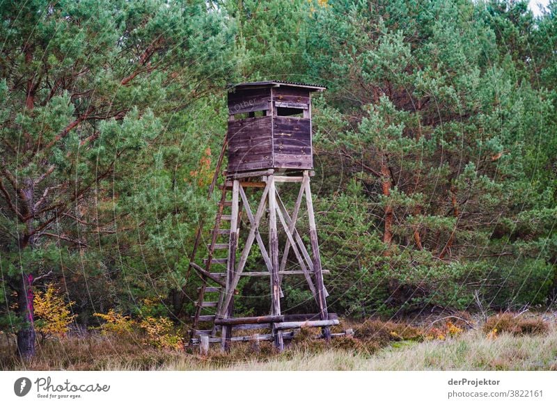 Forest with raised hide in Brandenburg Deep depth of field Contrast Light Day Copy Space middle Copy Space top Copy Space right Copy Space bottom