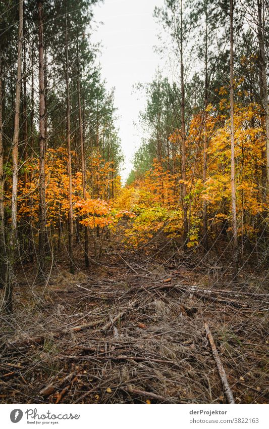 Cleared woodland with remains of deciduous trees in Brandenburg Deep depth of field Contrast Light Day Copy Space middle Copy Space top Copy Space right