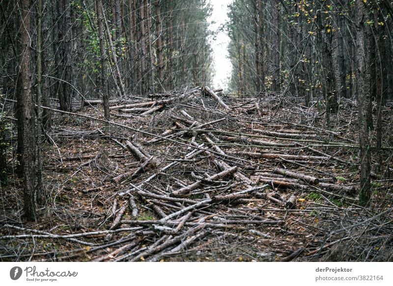 Cleared woodland in Brandenburg Deep depth of field Contrast Light Day Copy Space middle Copy Space top Copy Space right Copy Space bottom Copy Space left