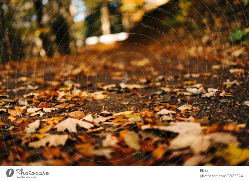 Forest soil with leaves in autumn Woodground foliage Autumn stroll golden autumn Nature variegated Autumnal Sunlight Autumn leaves