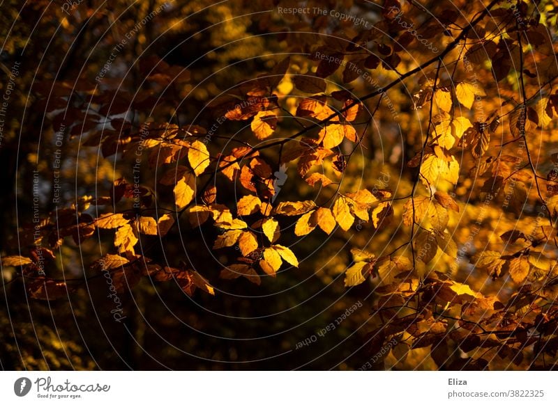 Autumn colored leaves of a tree in the sunlight foliage Tree Autumn leaves Autumnal colours Sunlight golden autumn Automn wood Nature Forest Yellow autumn mood