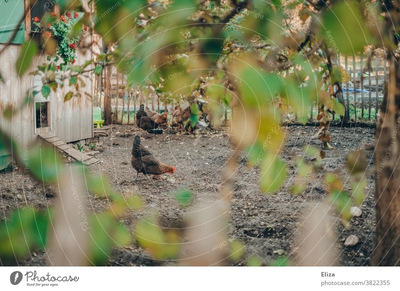 Chickens in an idyllic outdoor enclosure. Organic farming. hen Enclosure outdoors open air Free-range rearing Free-roaming Agriculture Farm Keeping of animals