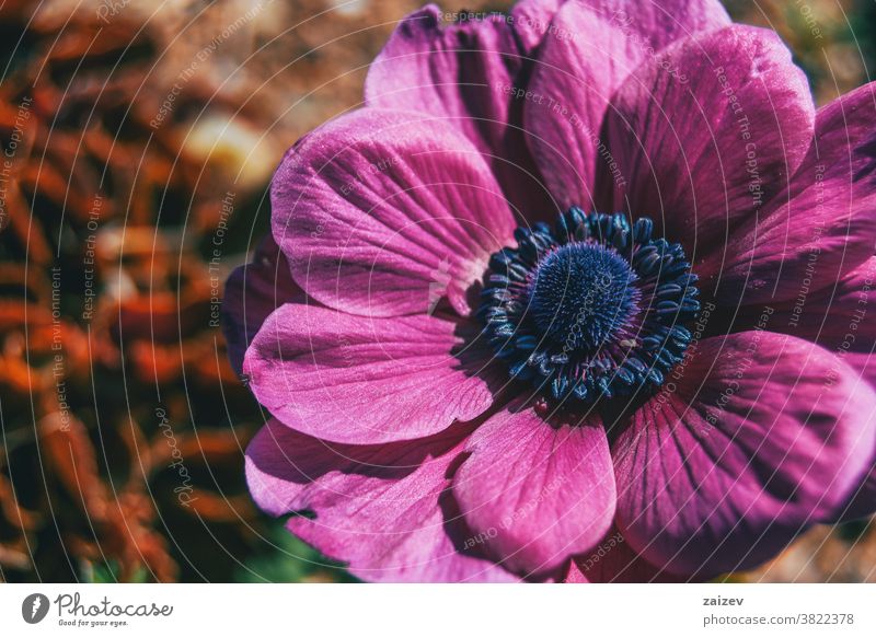 Macro of an isolated pink flower of anemone coronaria poppy anemone spanish marigold windflower mediterranean blossom vegetation flora floral botany botanical