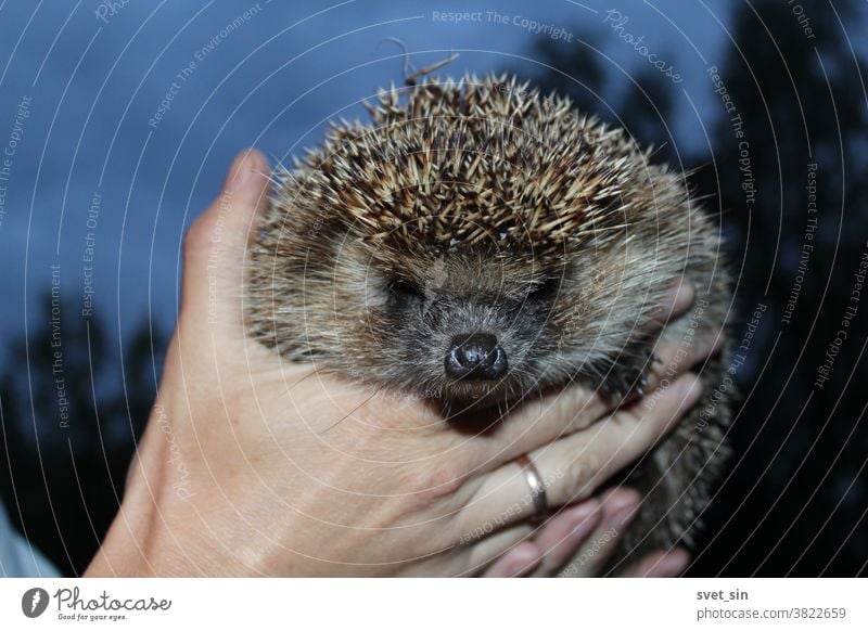 A frowning hedgehog with spiky gray-brown needles and a wet black nose in female hands close-up outdoors against a twilight sky on a summer evening. Northern White-breasted Hedgehog or Erinaceus roumanicus.