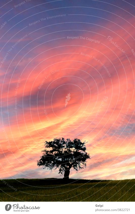 Beautiful sunset in the meadow tree field nature grass sky landscape sunrise cloud light background beautiful season summer green horizon outdoor blue natural