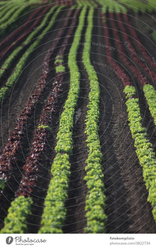 Salad Rows Lettuce Lettuce heads Vegetarian diet vegetable gardening Field Lettuce Field head of lettuce planting Vegetable Garden Bed (Horticulture) Food Fresh