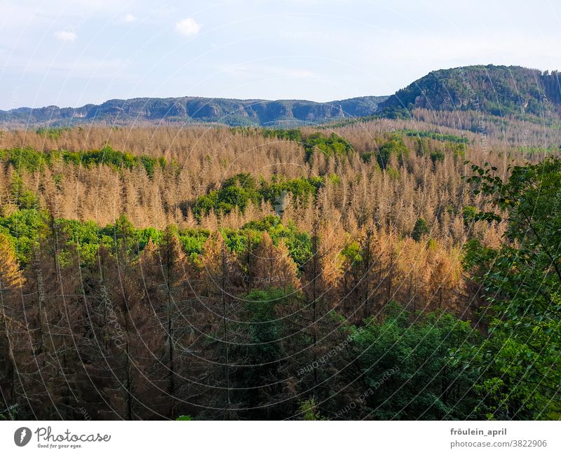 forest dieback Forest Spruce forest Forest death Brown Green mountain Saxon Switzerland outlook Mountain Elbsandstone mountains Landscape Hiking