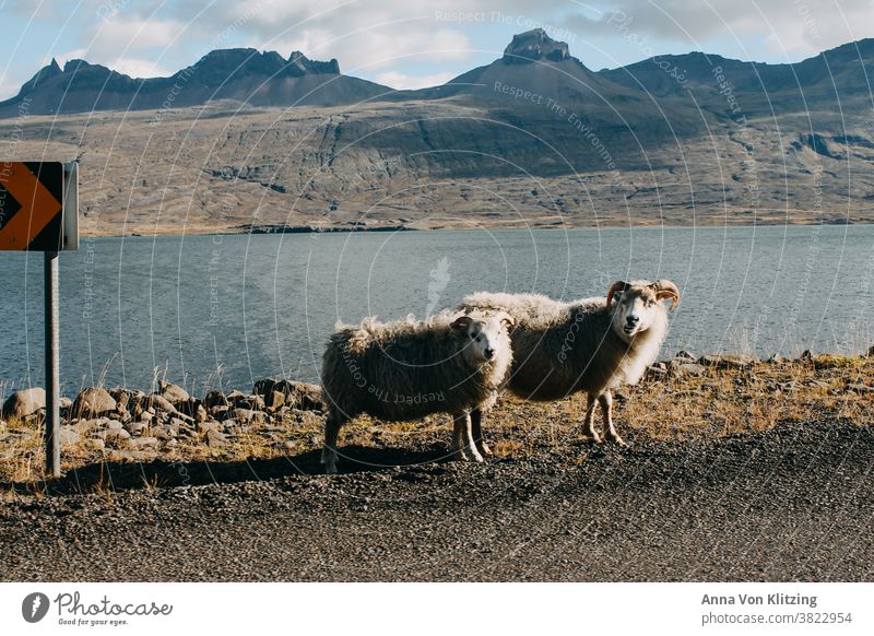 Iceland Sheep on the fjord Nature Mountain Fjord Scandinavia Norway Water horns Clouds sparse fauna barren land Wool Love of nature Adventure Hiking animals