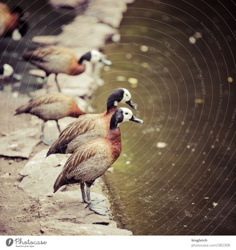 Ducks by the water Poultry Pond Wild animal Bird Duck birds 4 Animal Looking Stand Brown Green Colour photo Exterior shot Deserted Copy Space right Day