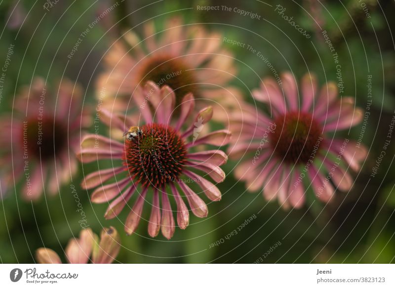 Pink coneflower with a bee Bee Flower Blossom Nectar Plant Insect Nature Garden Environmental protection garden flower