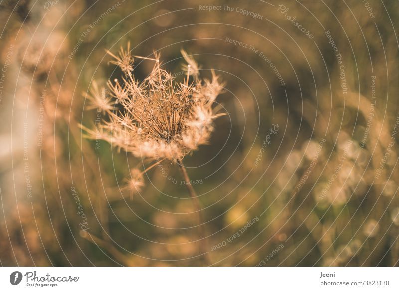 Grasses by the roadside in autumn - close-up gasifiers Shriveled Dry Plant Dried Faded Nature Blossom Transience Environment naturally Dill Meadow Bushes