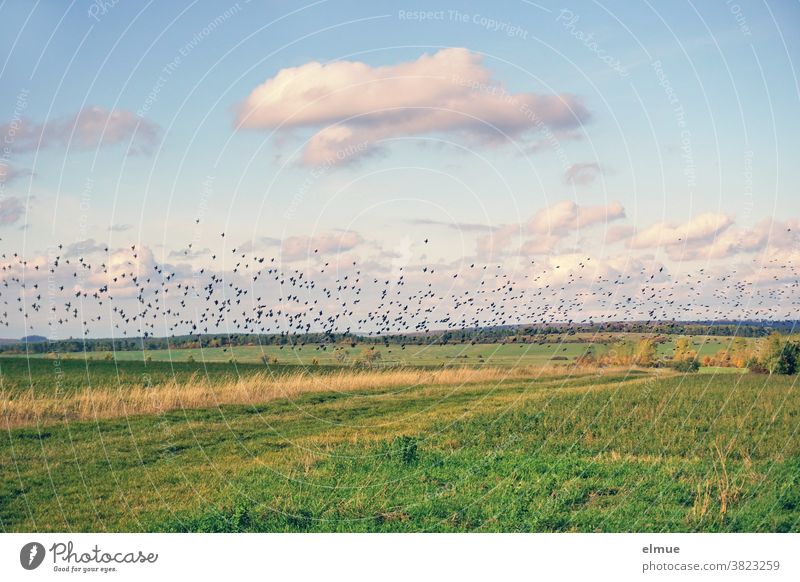 Thousands of starlings gather in the fields to feed on energy reserves for the bird migration south. Starling Stare Bird Flock Field songbird Feldrain Autumn