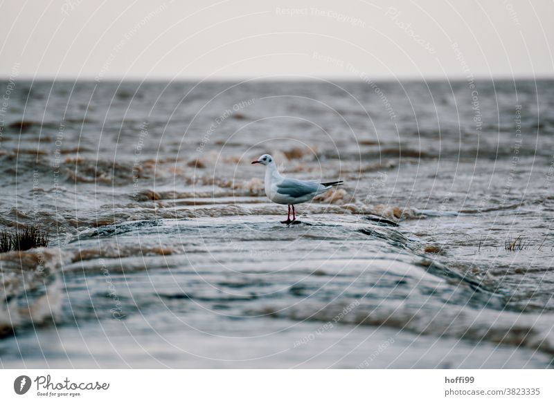 Seagull on the beach during a storm on a washed out groyne of basalt stones Gull birds Break water Cold Gale Buhnen in the sea Bad weather Wet Bird