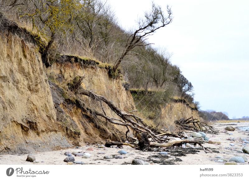 Demolition edge at the Baltic Sea - the trees tilt away break-off edge Storm damage Climate change coastline coastal protection Beach Ocean Water Autumn Gale