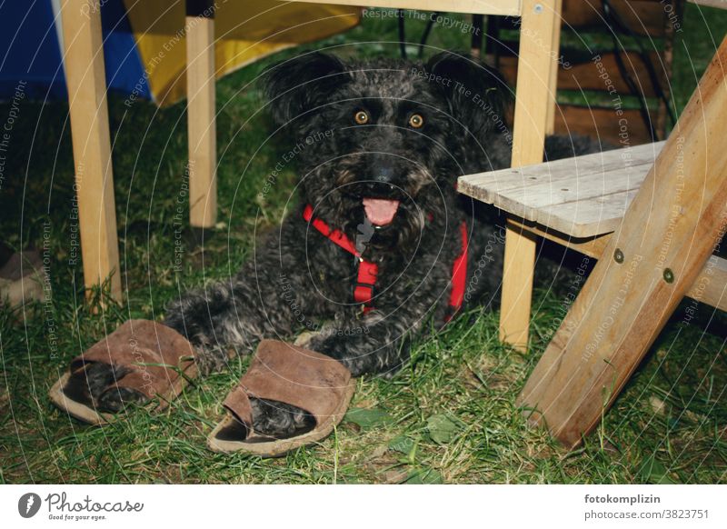 black dog with awake bizarre look and big sandals at the paws Animal portrait Whimsical Pet dogs Dog Love of animals dog love human man with animal