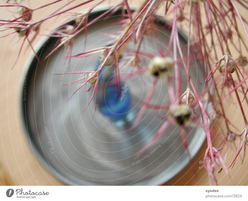 flower vase Flower vase Vase Plant Pink Photographic technology Blue Macro (Extreme close-up)