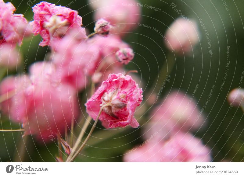 Pink veil herb pink flower Flower Nature Macro (Extreme close-up) Colour photo Plant Close-up Dry Baby's-breath Blossom