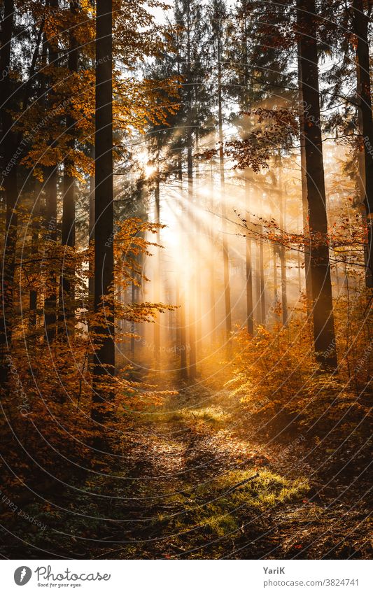 autumnal Autumn Autumnal Autumn leaves Orange Cloud forest Forest Sunbeam Fog trees Sunlight Warm light Beech wood Beech tree Bavaria Bavarian Forest Hope