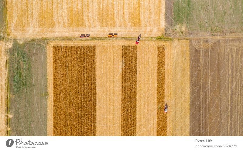 Aerial view of two combines, harvester machines are harvest ripe maize Above Agricultural Agriculture Agronomy Cereal Combine Corn Cornfield Country Crop