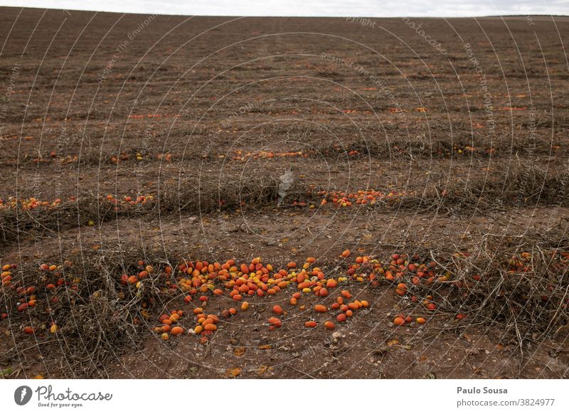 Wasted tomatoes on field Crops Harvest harvest season waste wasted Agriculture Agricultural crop Industry Economy agriculture Landscape Exterior shot Nature