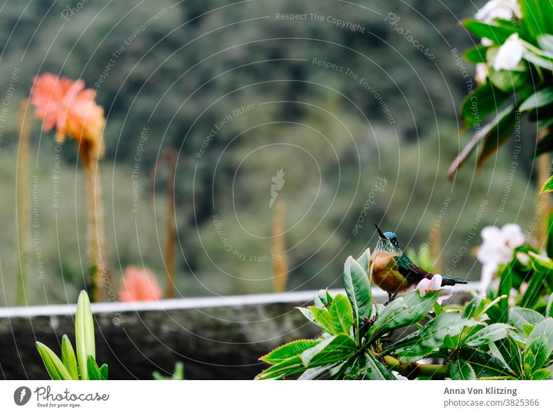 hummingbird Small Bird variegated Nature Beak South America tropics Blossom blossoms Orange Colombia Fence blurred background depth blur little bird Green