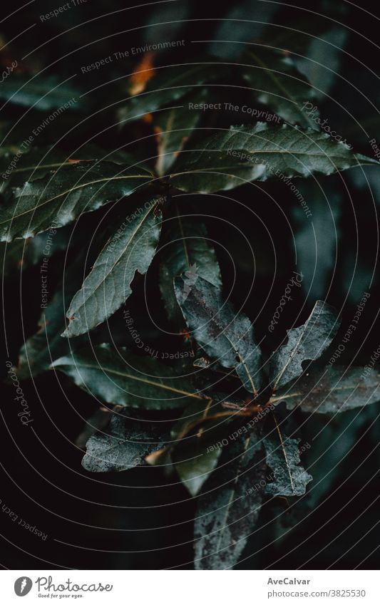 Close up of some dark and green toned leaves plant nature outdoors close up growth environment springtime tree nobody color image vibrant sunlight exotic lush