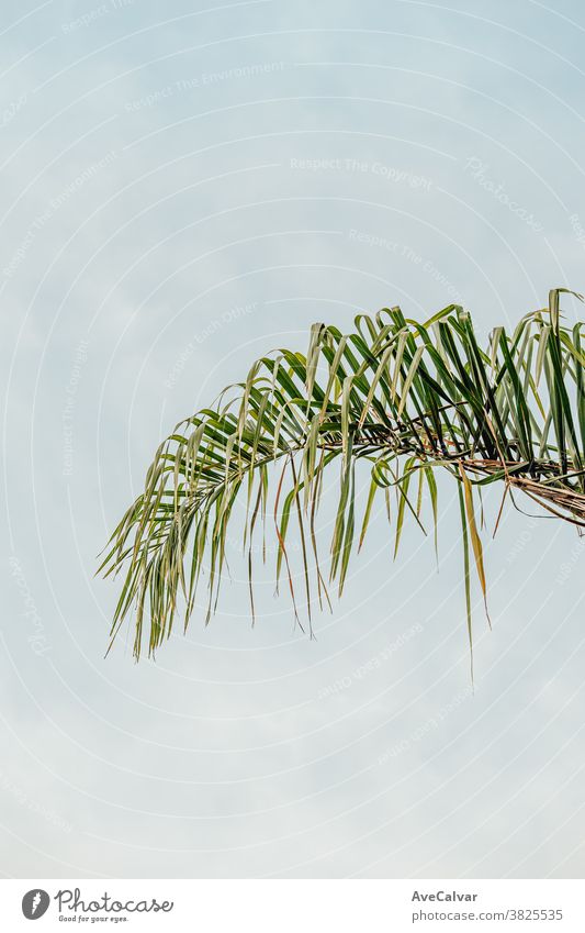 A single palm tree over a white background plant green nature outdoors close up growth environment springtime nobody color image vibrant sunlight exotic lush