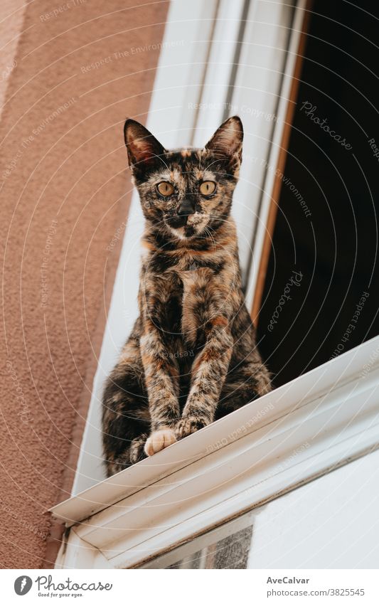 A brown and black cat looking straight to camera from a window domestic small fluffy portrait pet animal kitten cute fur pose sleeping children lying furry lie