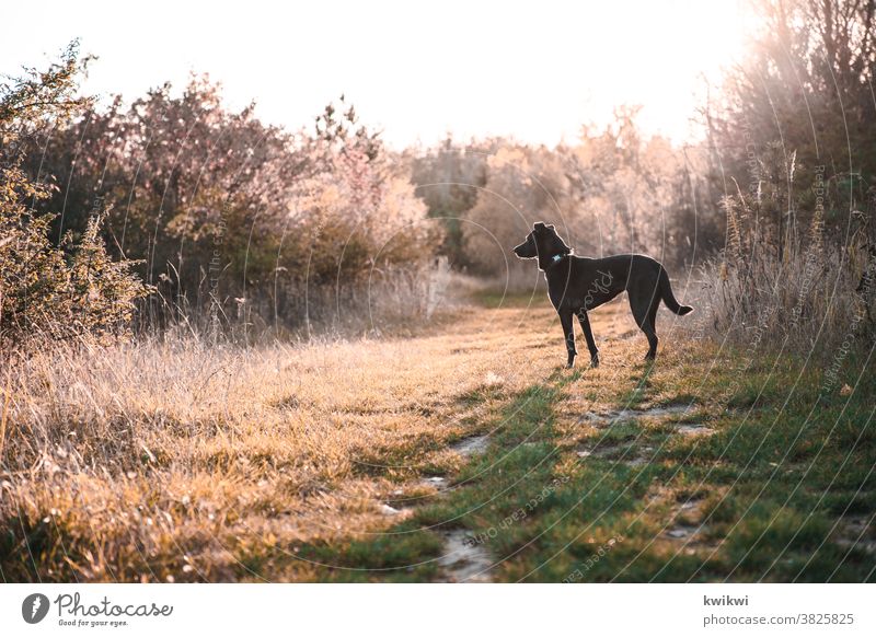 Dog in the sun Pet Animal Exterior shot Colour photo Animal portrait Day Cute Deserted Animal face Love of animals Shallow depth of field Pelt Curiosity Observe