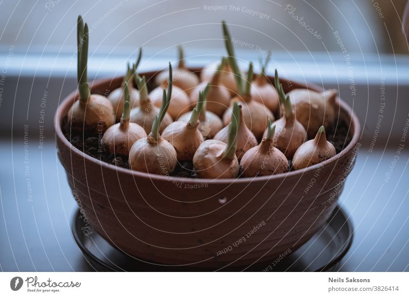 Growing green onion scallions in a bowl on a window sill bunch close up compost cook diet food fresh garden gardening group grow growing growth health healthy