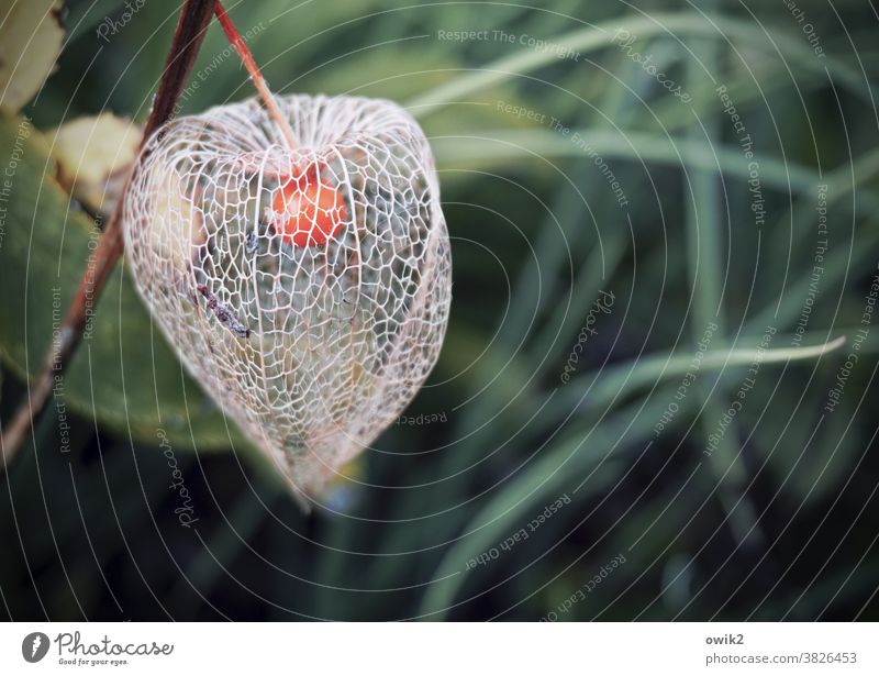 old box Physalis Fruit Exotic Dry Reticular Fragile Sheath Near Stalk Thin Colour photo Subdued colour Close-up Detail Structures and shapes Deserted