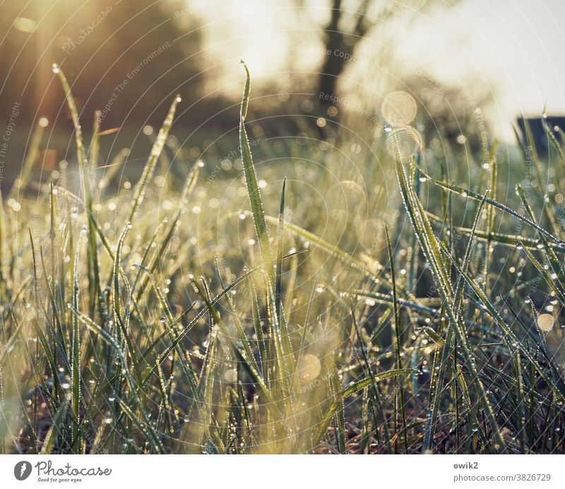 Golden Fleece morning dew flicker Lawn wet grass sparkle Growth Environment Garden Macro (Extreme close-up) Worm's-eye view Illuminate Mysterious dew drops Drop