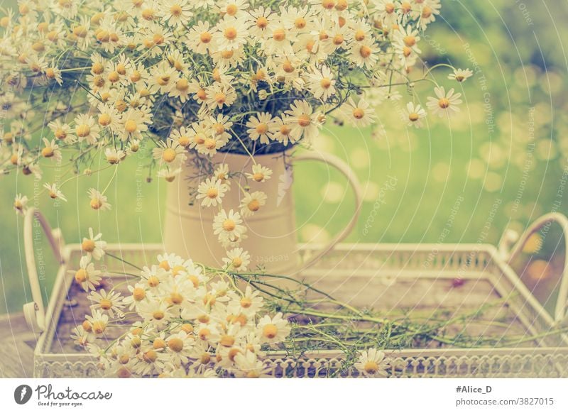 Real chamomile in vase vintage Camomile Medicinal plant medicinal plant Vase Tray composition Garden Green background bunch of flowers Bouquet Chamomile