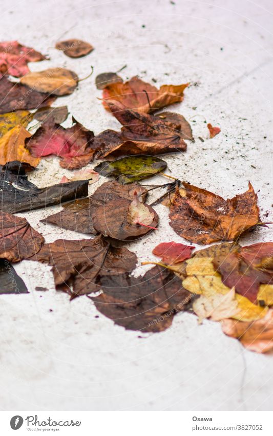 Autumn foliage on light background leaves Brown Green Yellow Red Autumn leaves Wet Autumnal Nature Autumnal colours Leaf Colour photo Exterior shot Deserted