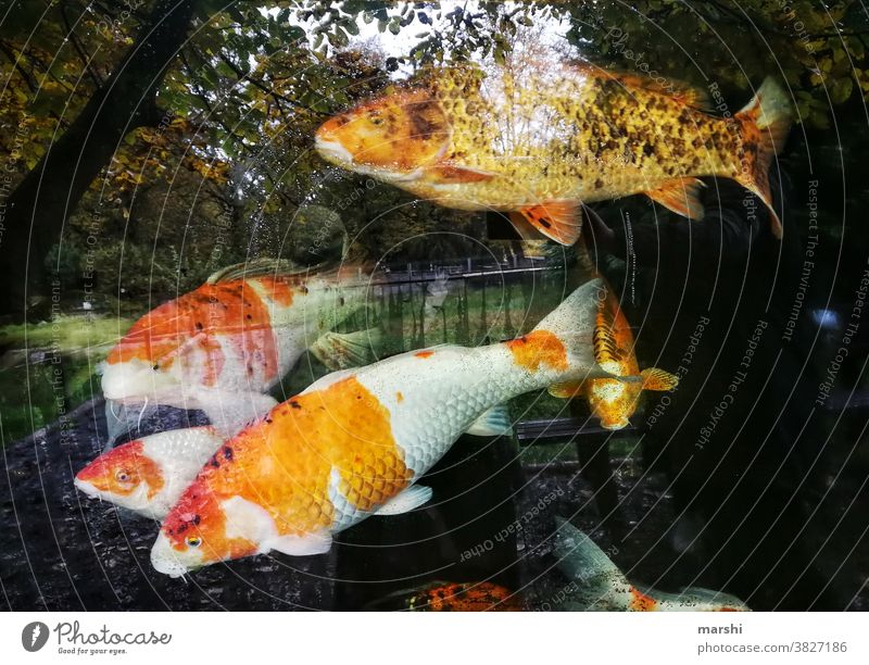 KoiKarpen fish aquarium Koi carp Water animal world reflection trees princely Fishkeeping animal park breeding