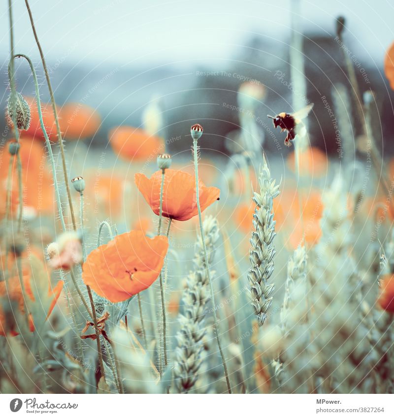 During the landing approach Poppy field Poppy blossom Bumble bee Cornfield Cornflower Red Flower Plant Nature Blossom Meadow Grass Environment Deserted