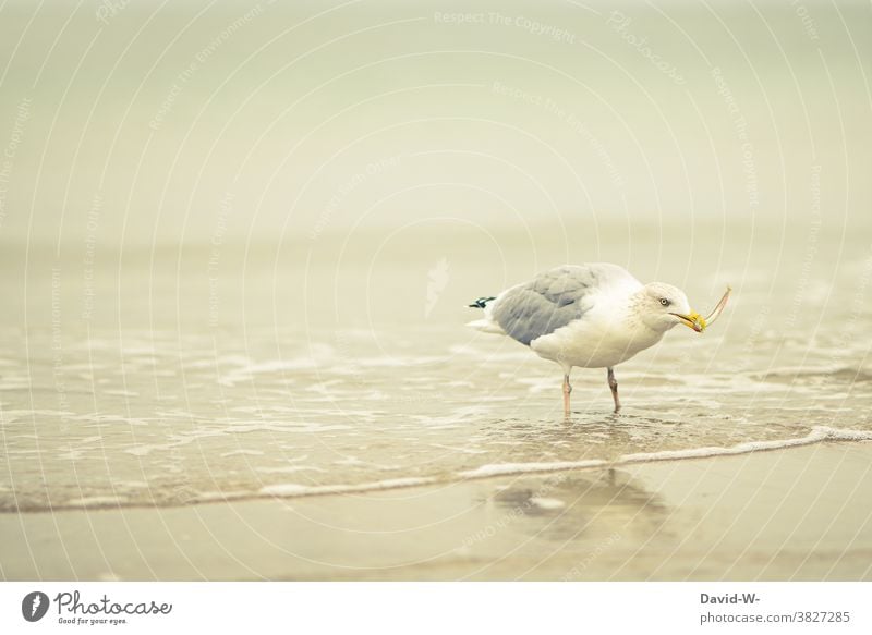 Gull with a fish in his beak Seagull Fish Beak To feed Ocean North Sea Baltic Sea Beach Catch coast Bird Snapshot