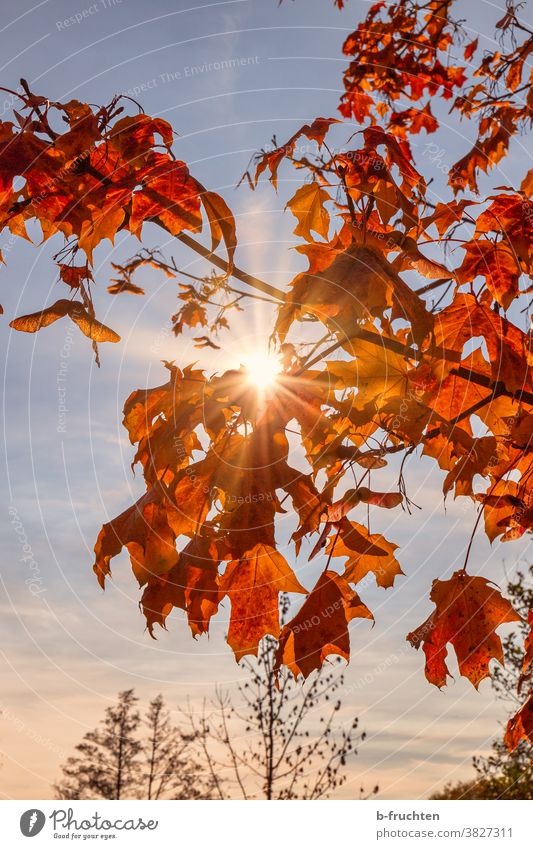 Red autumn leaves in sunlight Autumn Leaf Nature Tree Forest Exterior shot Deserted Sunlight Sunbeam Back-light Beautiful weather Calm evening light idyllically