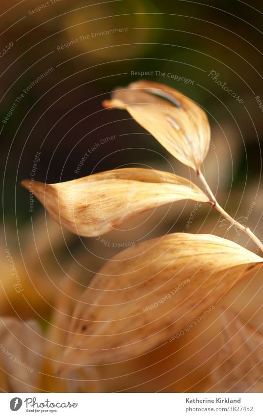 Dried Brown Leaf brown orange closeup macro leaf leaves foliage abstract Season Seasonal Fall Autumn Plant texture curve curl curved curled shadow light change