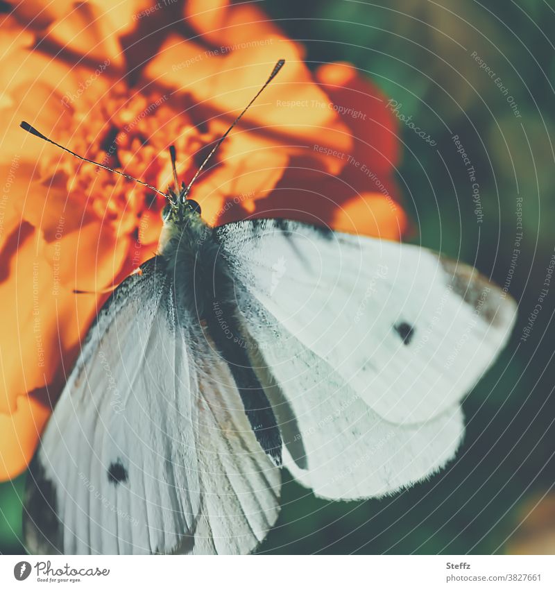 Little cabbage white wine enjoys the warm sunrays in October small cabbage white butterfly Butterfly butterflies Noble butterfly Pieris rapae Whiting