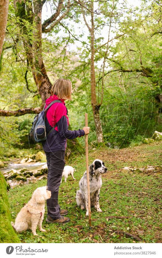 Anonymous trekker with dogs on grass lawn hiker meadow wanderlust explore nature companion greenery pole woman vegetate rucksack trip traveler tree mammal pet