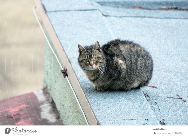 Prague cat Outskirts Wall (barrier) Wall (building) Roof Pet Cat Animal face Pelt Claw Paw 1 Stone Concrete Observe Crouch Esthetic Curiosity Beautiful Blue