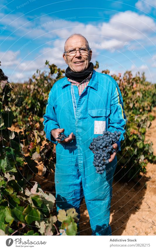 Man collecting ripe grapes in countryside horticulturist pick bunch harvest horticulture fresh fruit vineyard man winegrower pruning shear cultivate gardening