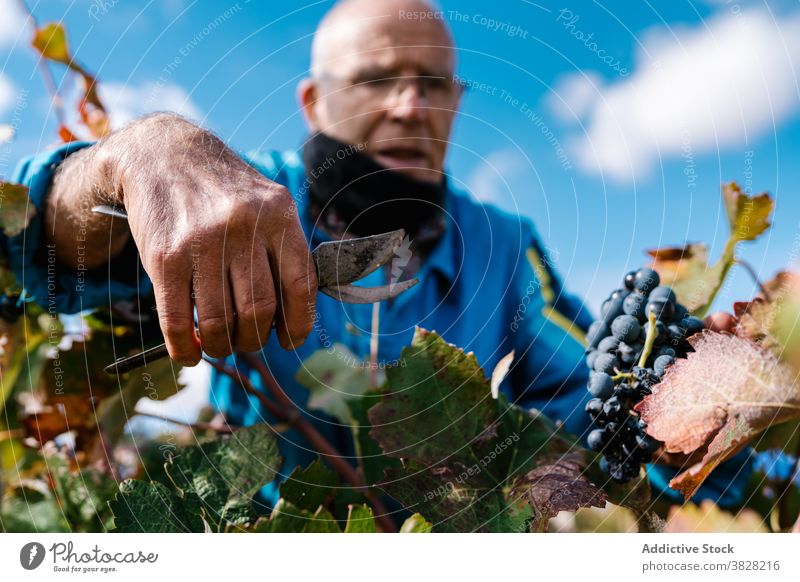 Crop winegrower collecting grapes with secateurs in vineyard pick pruning shear cultivate harvest fruit countryside man cut blue sky cloudy gardening tool