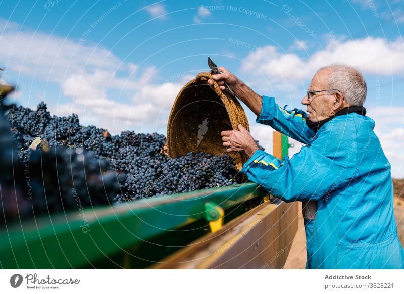 Winegrower male collecting sweet grapes in vineyard winemaker harvest abundance cultivate basket countryside man winegrower horticulture fruit fill bunch