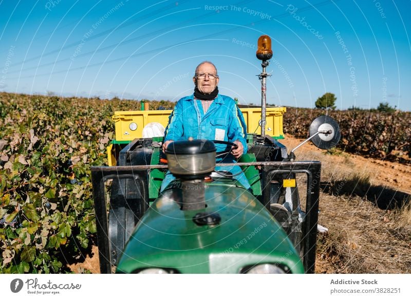 Winemaker driving garden tractor in vineyards in summer winemaker drive horticulture cultivate vehicle farm blue sky man eyeglasses horticulturist harvest