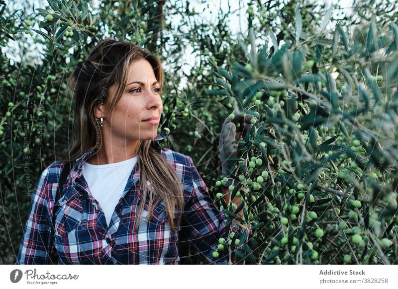 Woman harvesting olives on farm farmer pick collect plantation woman agriculture tree rural female adult small business owner work organic job agronomy