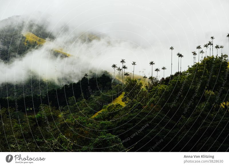 Palm trees and clouds palms Clouds Green Hill juicy green Virgin forest mountains National Park Colombia cocora valley jungle Nature Meadow Forest